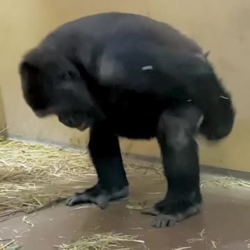Gorilla Dancing