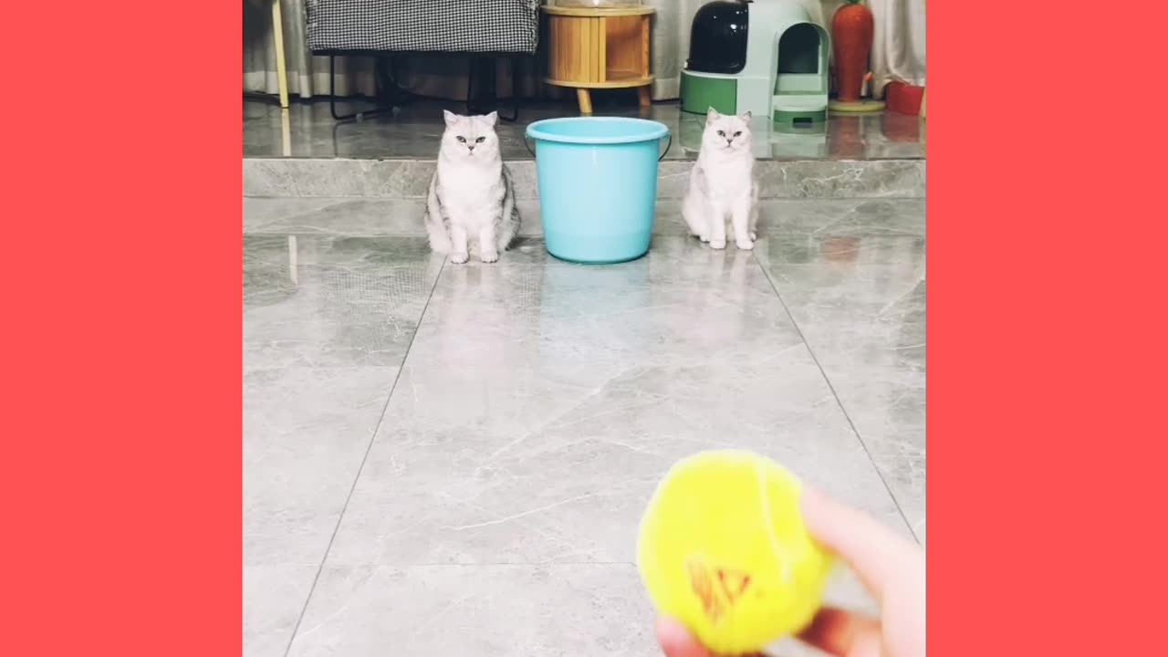 Cats & Dog Laughing Fun
