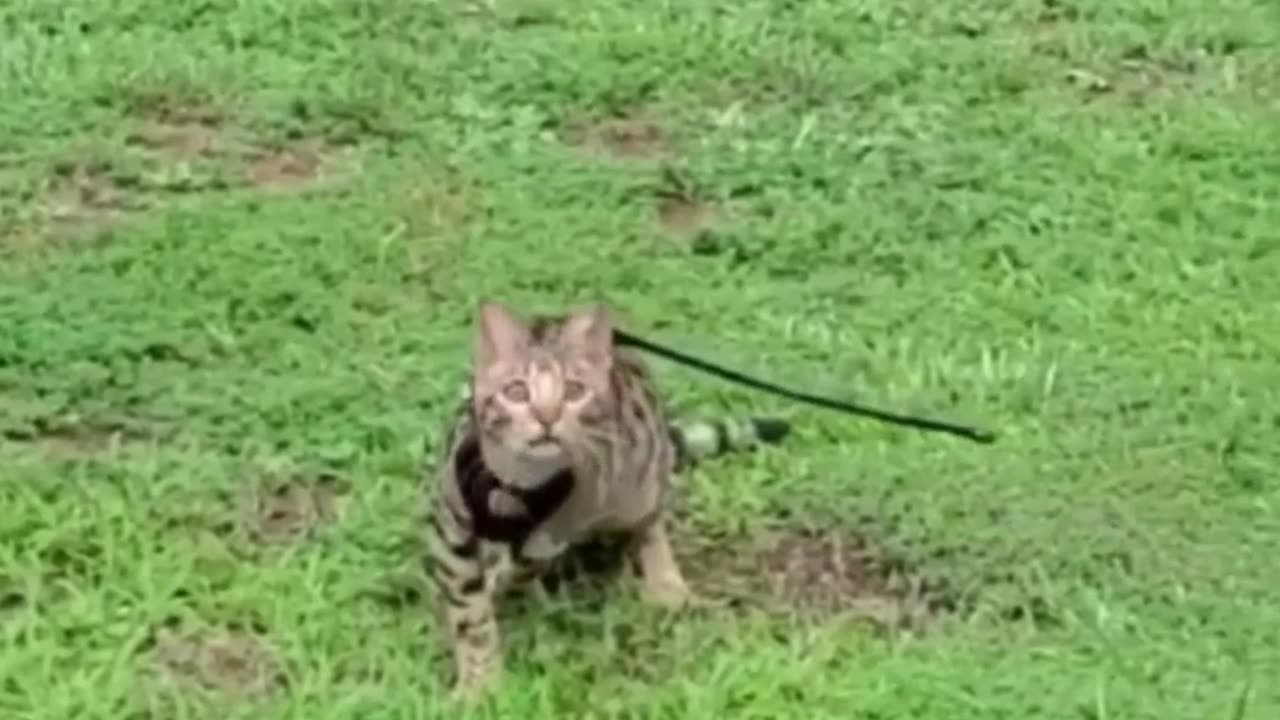 try not to laugh - best #funny #epic #fails EP109 #shorts #humor