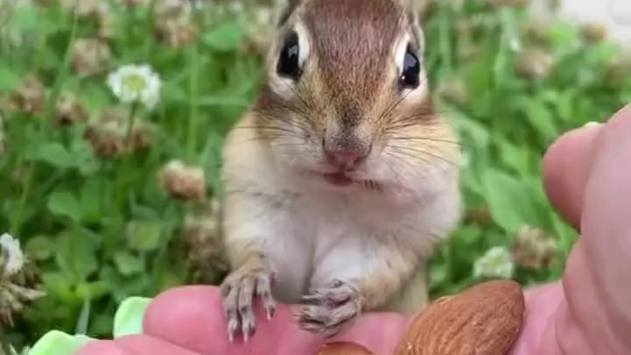 A chipmunk eats an almond for the first time in its life.