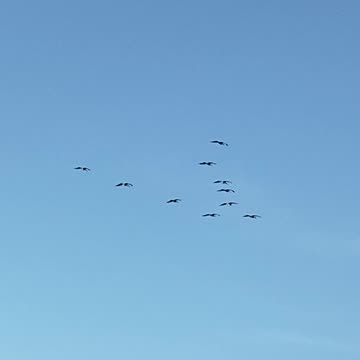 Kite by a bunch of birds