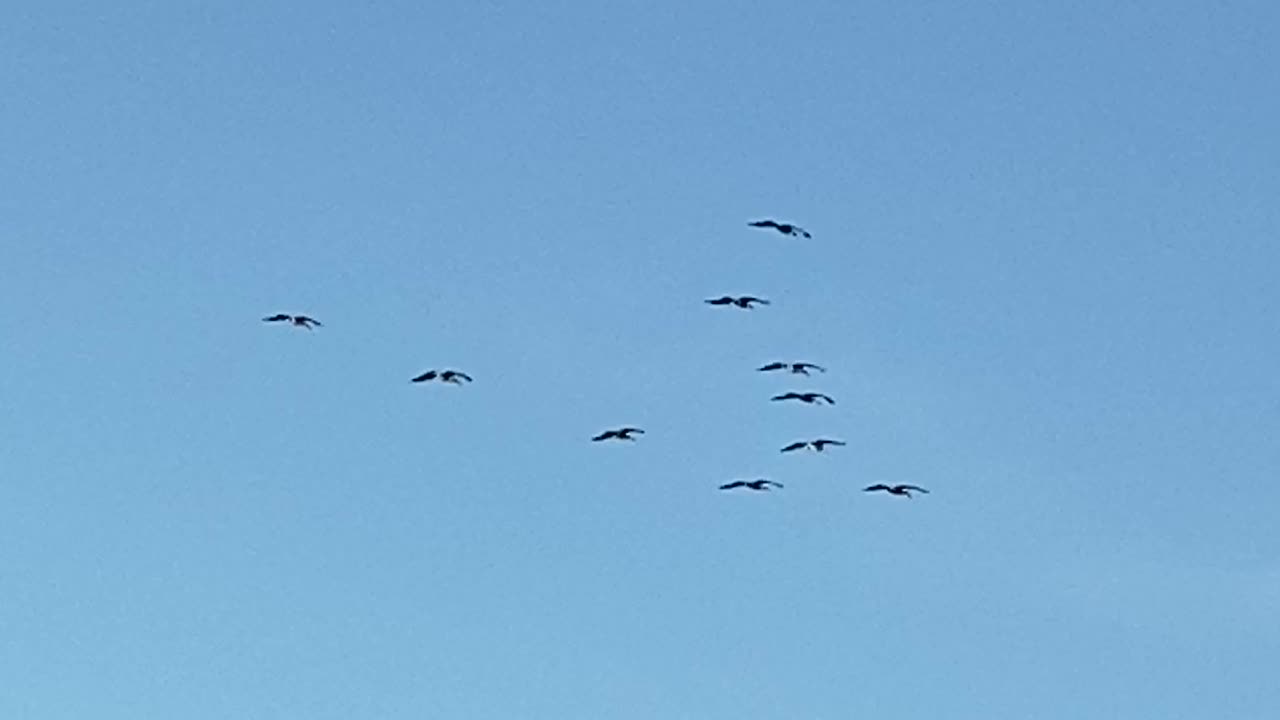 Kite by a bunch of birds