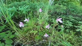 Rose Pogonia