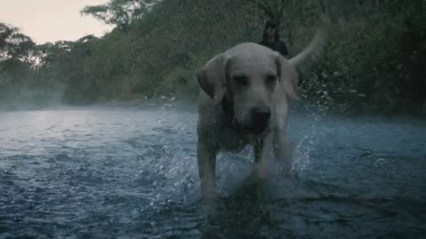 Dog and owner playing with a ball in a creek