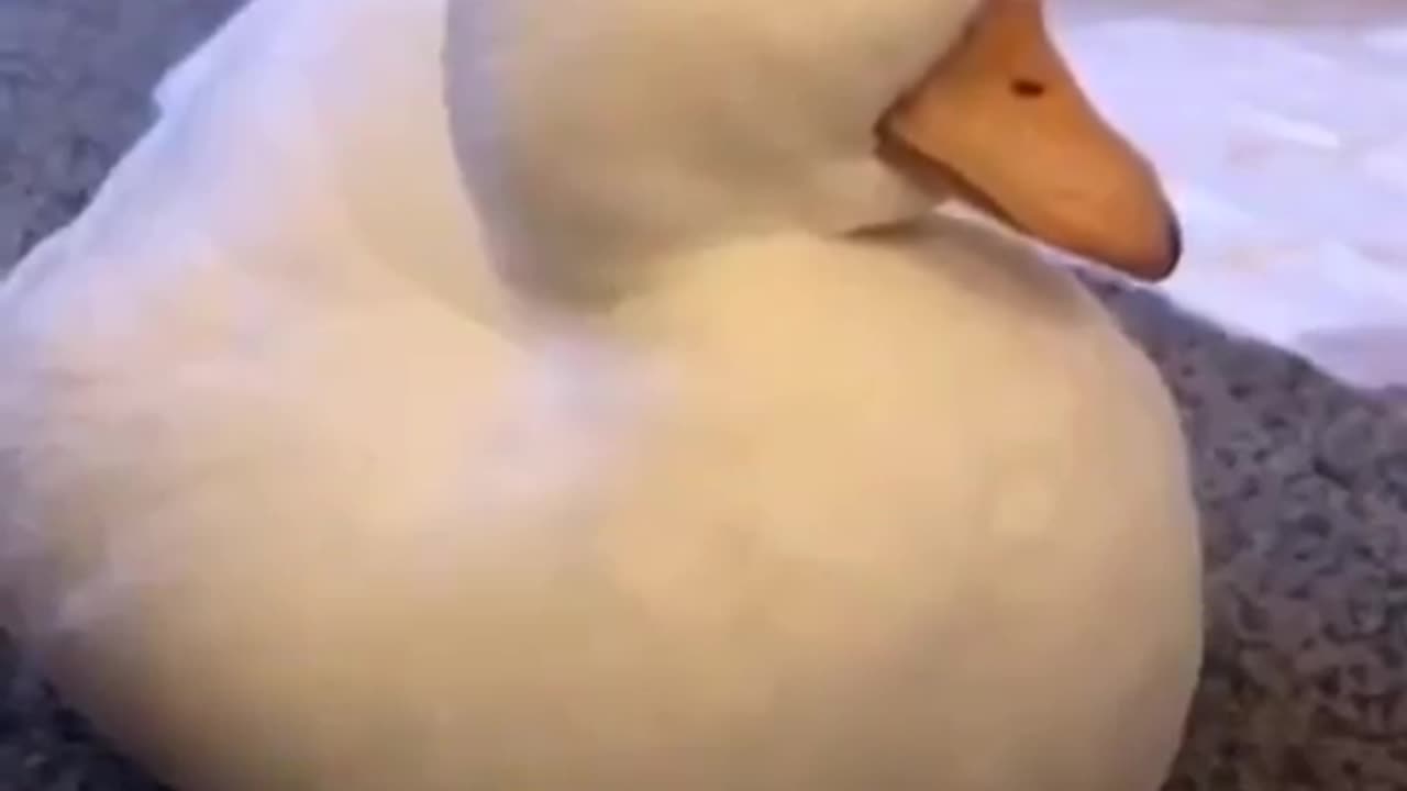 Video of a duck falling asleep.