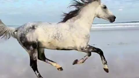 Horse and Dog Day