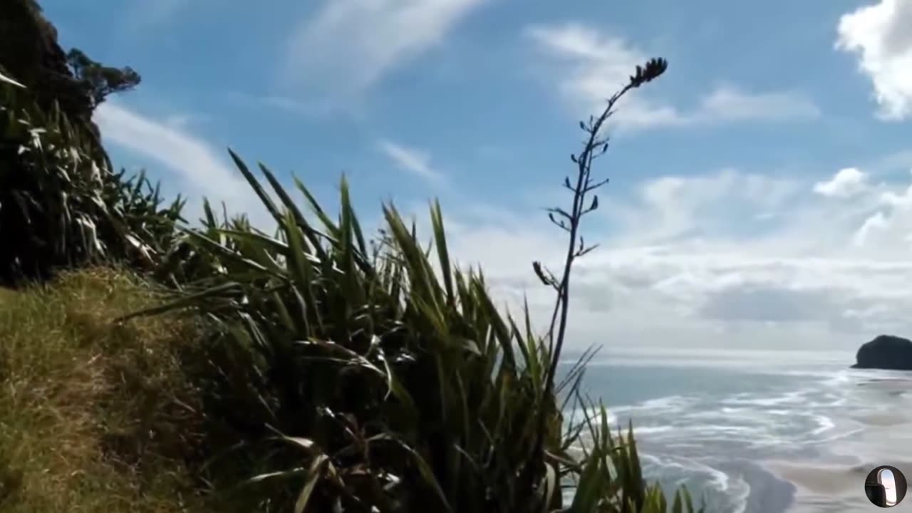 Piha Beach Auckland New Zealand Tour