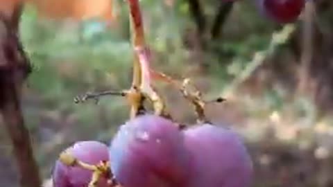 ASMR.Relaxing -grape.