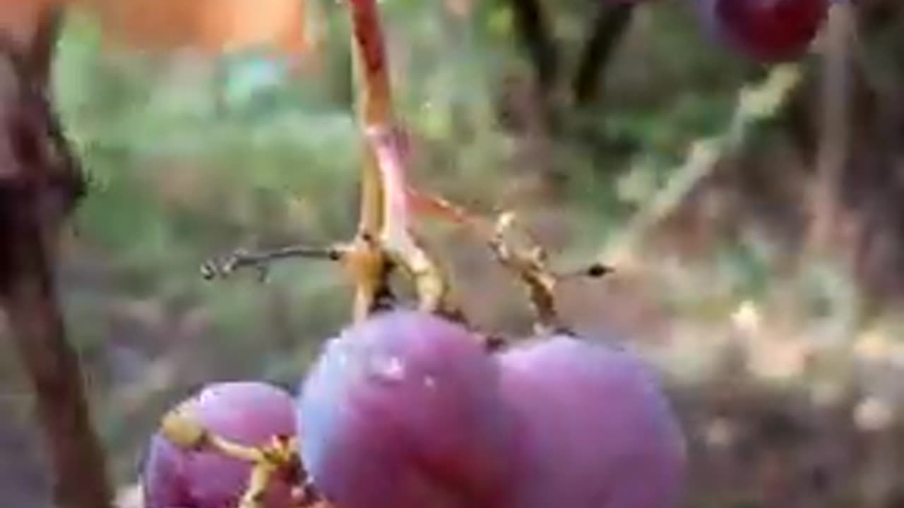 ASMR.Relaxing -grape.