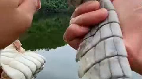 Fish Tales: Short, Sweet, and Totally Viral! (fishing shorts)