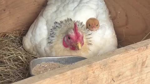 Chick Peeks Out From Under Mom