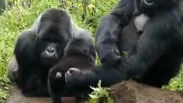 BABY GORILLA SPENDS TIME WITH DAD