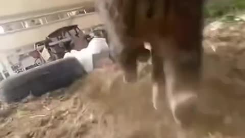 Pov of cat😱😱