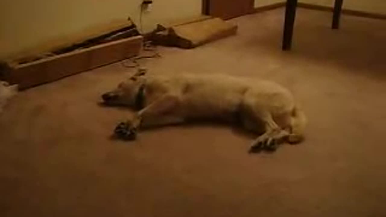 Sleeping dog Race