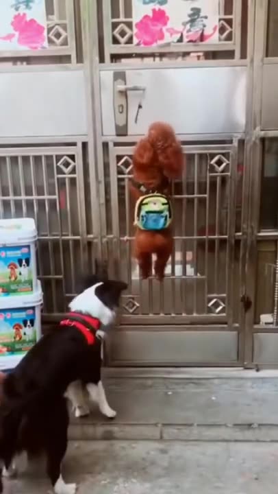 Funny Dog Clips🐶🤣