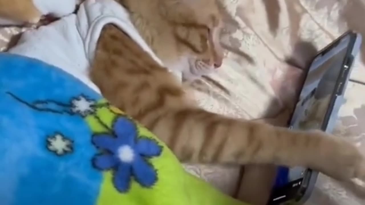 Funny Cat videos