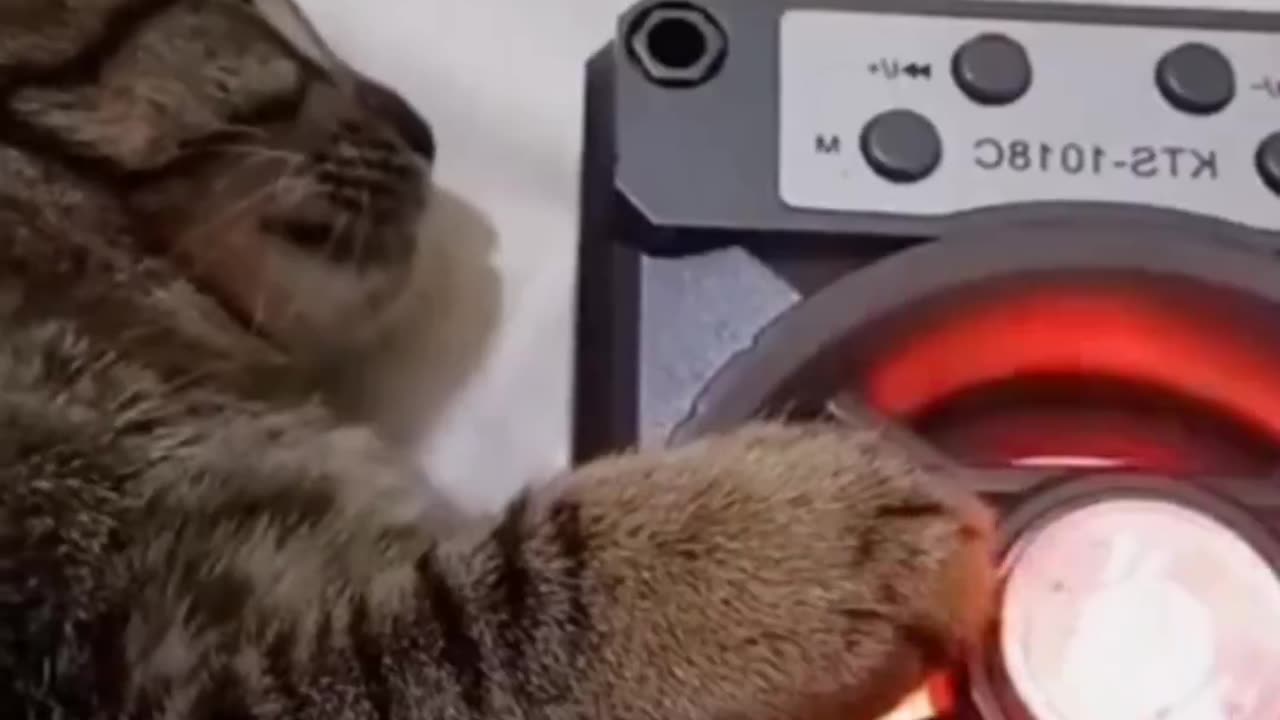 DJ Cat