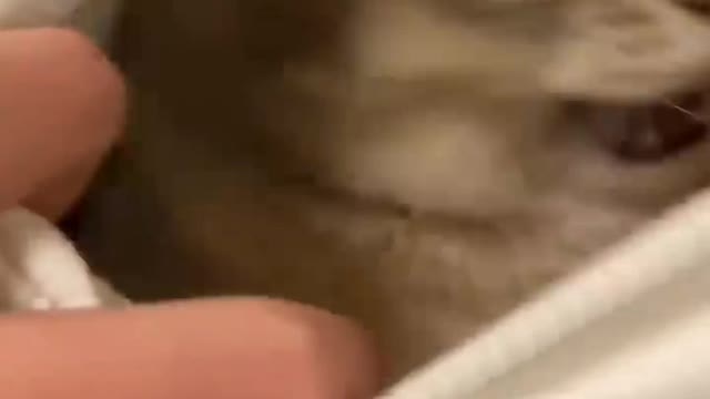 Funny dogs and cats video