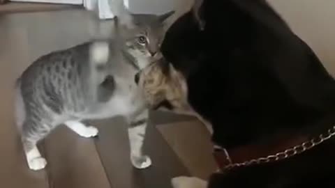 Cat slap dog