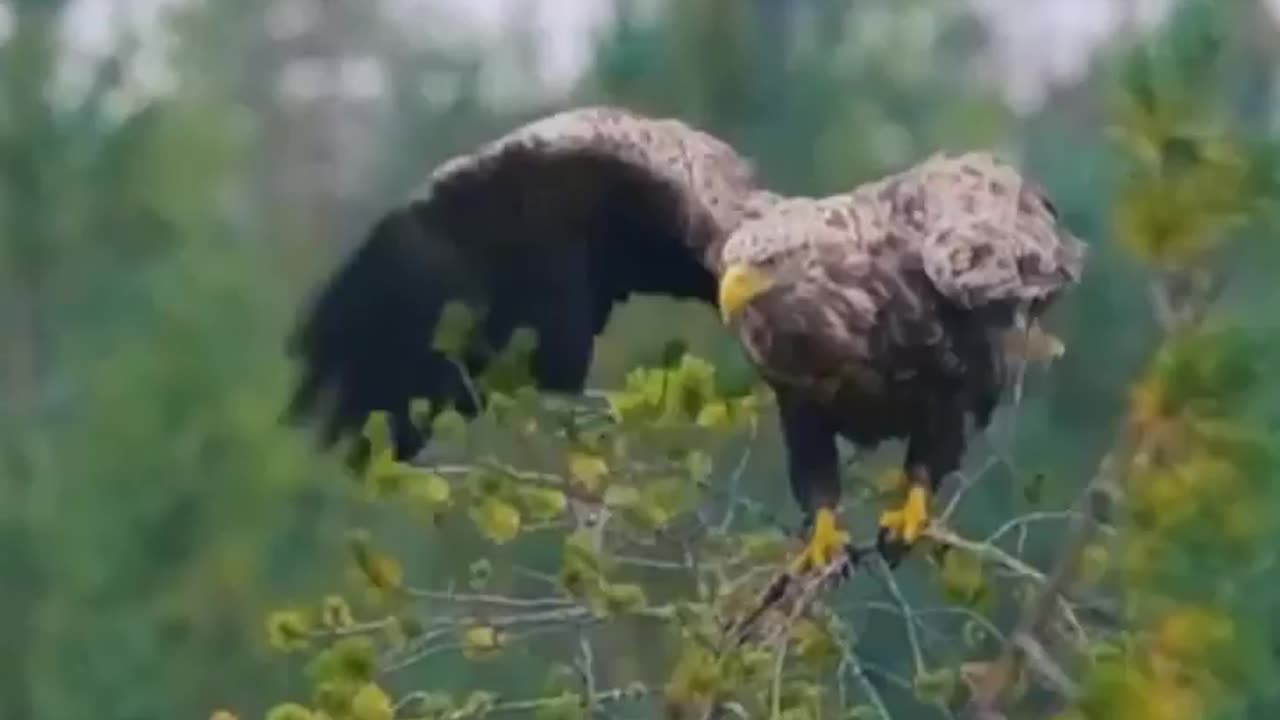 Wildlife