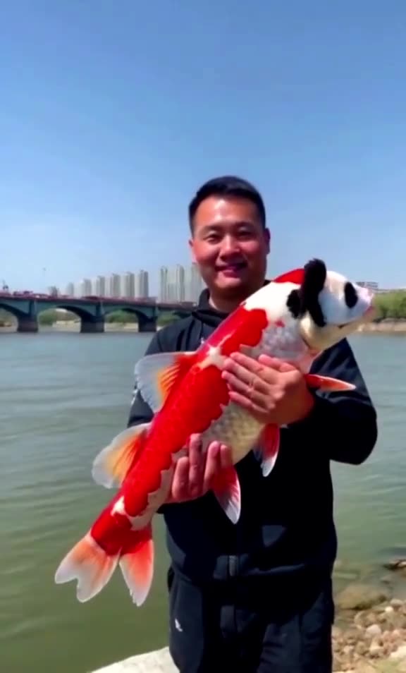 Fish with a panda head