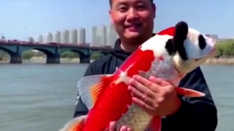Fish with a panda head
