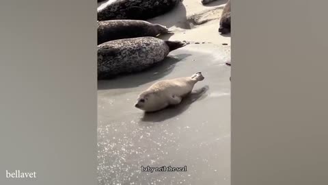 THIS will make you LAUGH ALL DAY _ Best Funniest Animal Videos Of The week