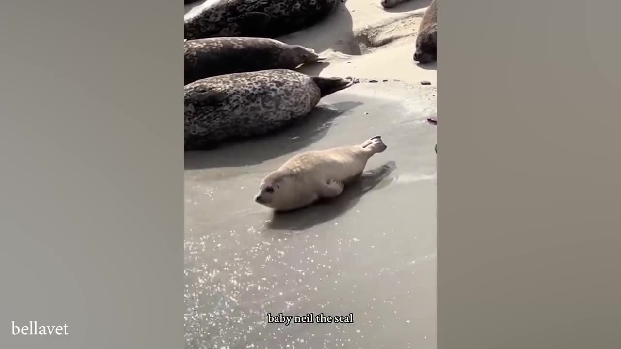THIS will make you LAUGH ALL DAY _ Best Funniest Animal Videos Of The week