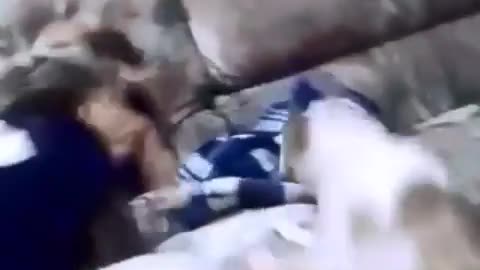Poor Little Dog