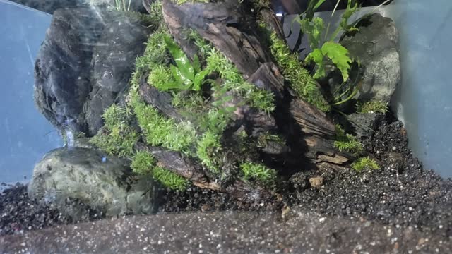 Paludarium jungle Tank