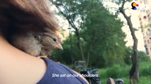 Couple Rescues Baby Sparrow And Turns Their Living Room Into A Habitat | The Dodo