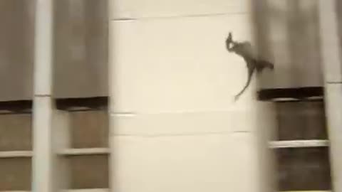 SPIDER-MAN : LOTUS