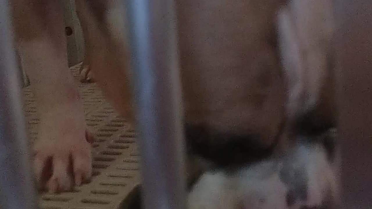 Amazing American bully