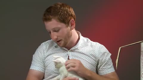 People Who Hate Cats Meet Kittens