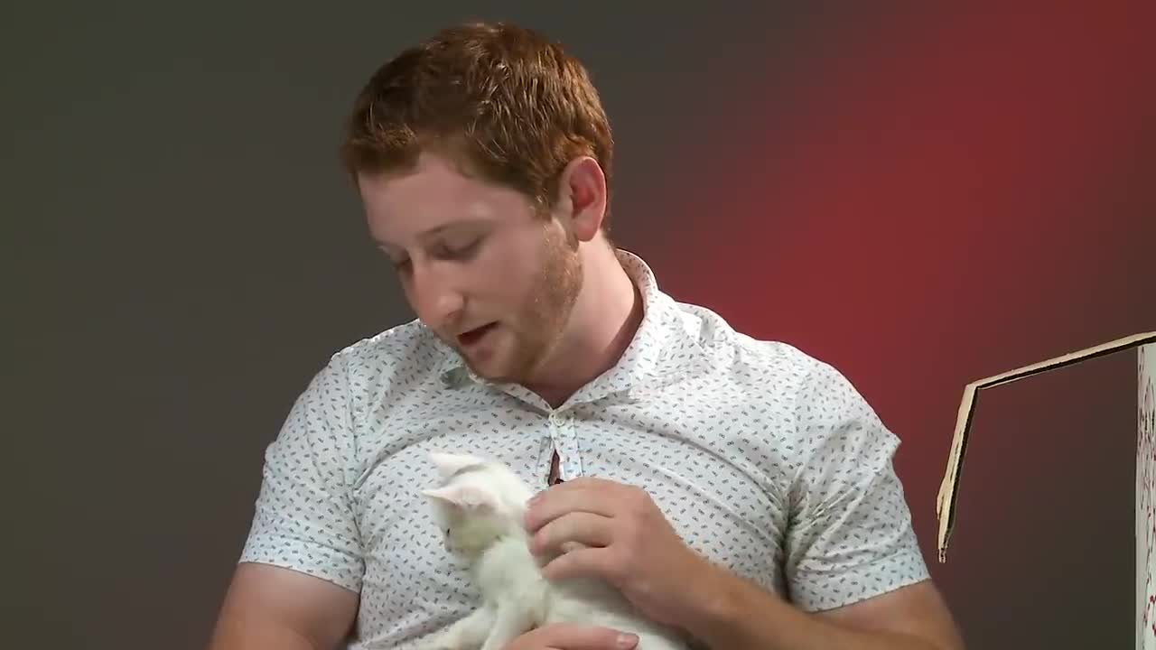 People Who Hate Cats Meet Kittens