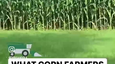 CORN FARMERS DURING HARVEST