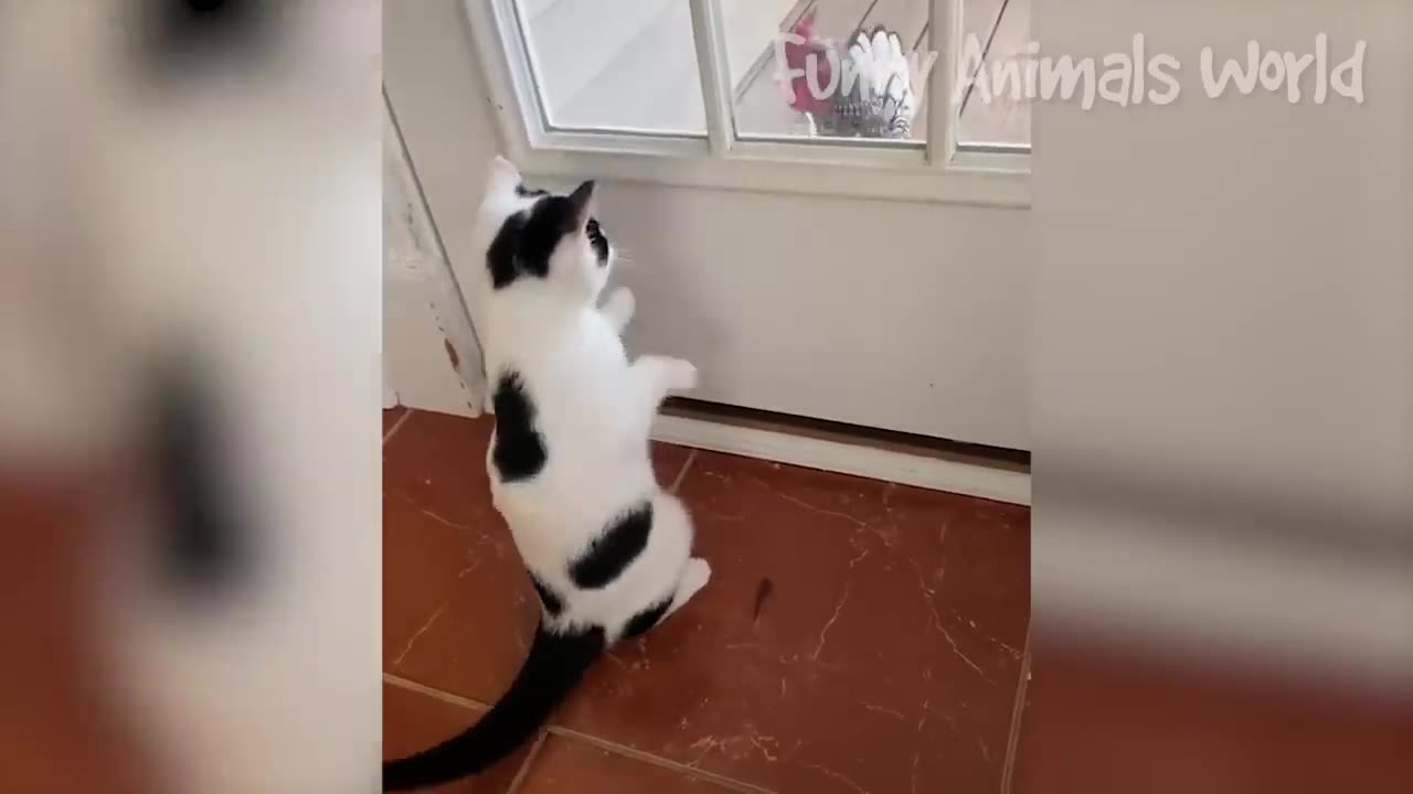 Funniest Dogs And Cats Videos -- - Best Funny Animal Videos 2023 -- _2(720P_HD)