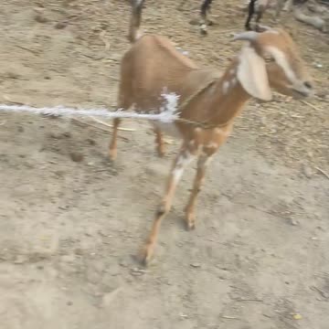 Village life enjoyed by Harsh