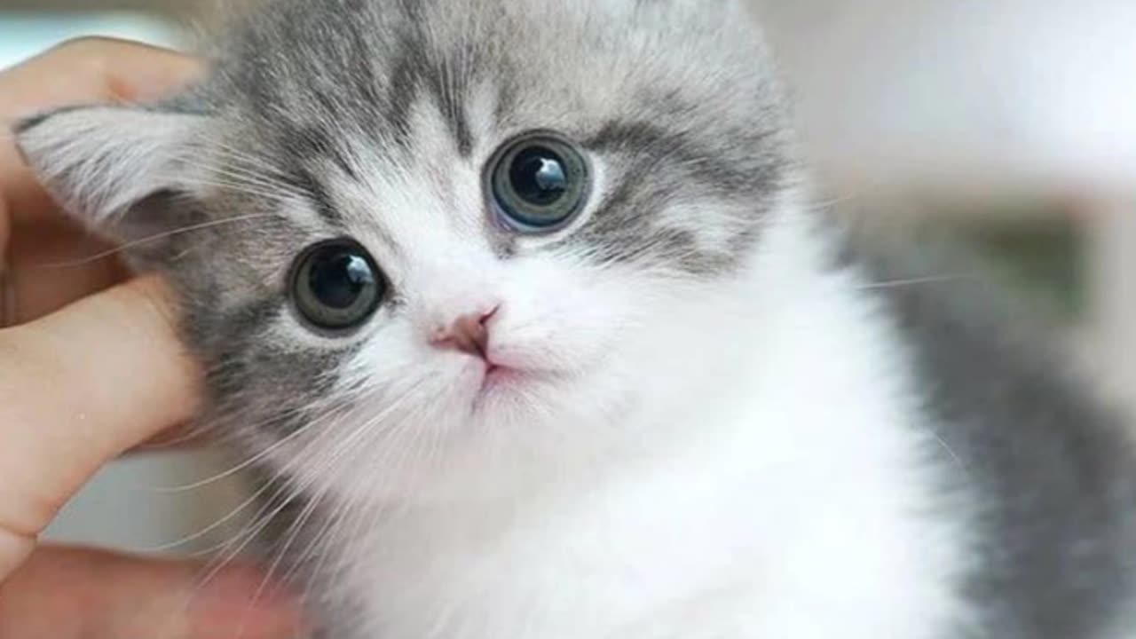 Beautiful Cat Video | Cute Cat Vidio | Beautiful Pets Vidio