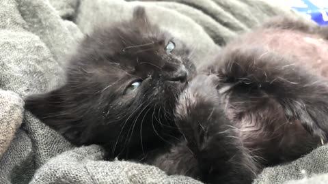 Cutest Kitten Ever