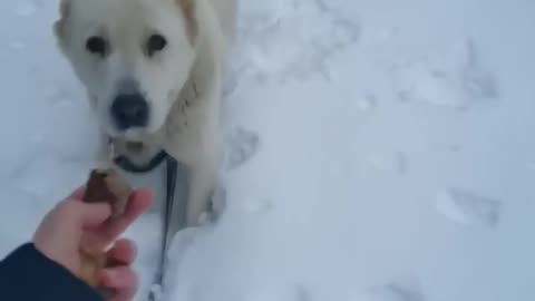 МАНЯ - НОВЫЙ ЧЛЕН СЕМЬИ🐕. ВЕДЬМИНА ИЗБА ▶️ ИНГА ХОСРОЕВА