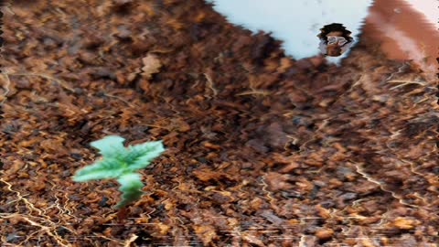 the 🍪 infused run 🌱