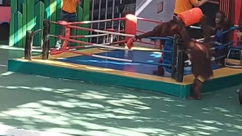 The best funny ever boxing monkey