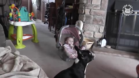 Laughing Animals Compilation