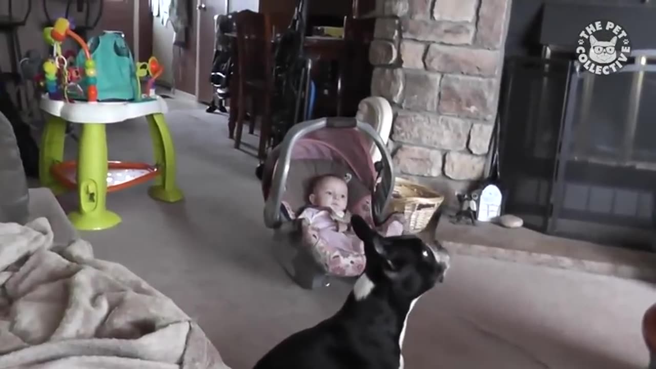 Laughing Animals Compilation