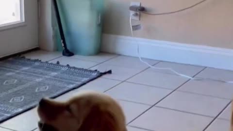 My puppy bites our cat tail