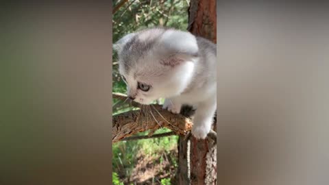Top 10 Cute and Funny Cat Videos Compilation😍 Cutest Cats🐱 part #1