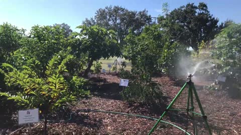 Apollo Beach Community Forest Garden Mini Tour November 2021