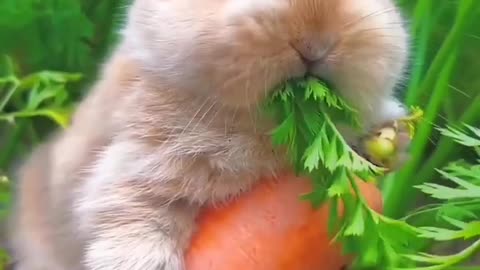 Cute rabbit looking bery happy eating carrots in garden ❤️🐰