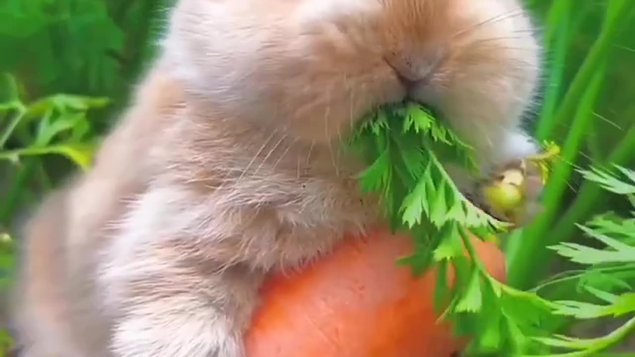 Cute rabbit looking bery happy eating carrots in garden ❤️🐰